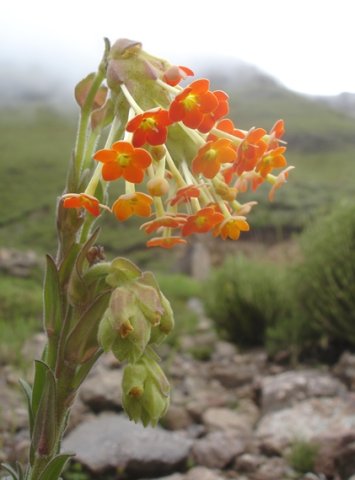 Glumicalyx goseloides buds and bracts